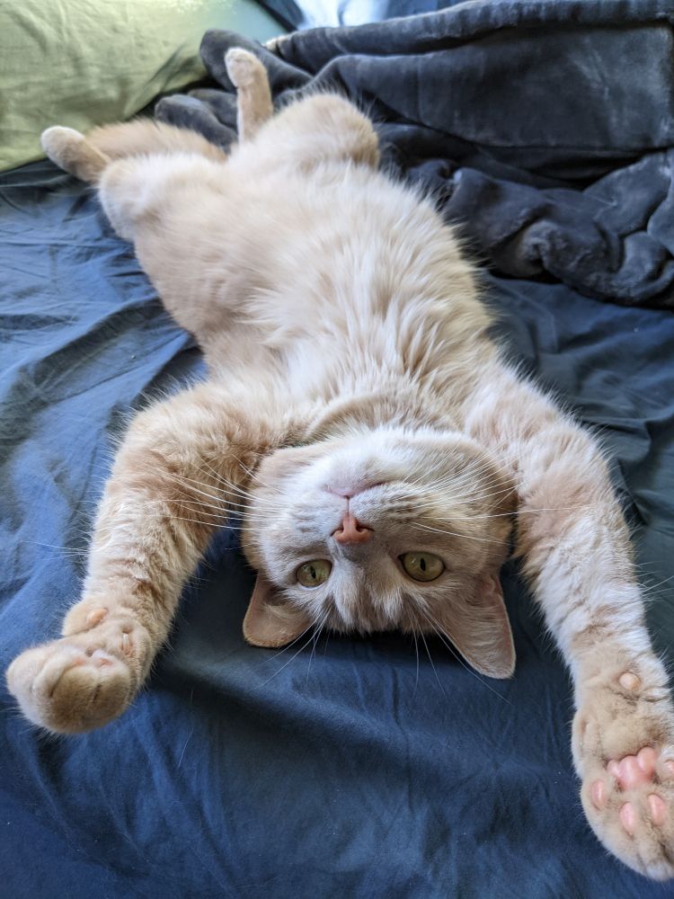 Cat upside down with all legs stretched out