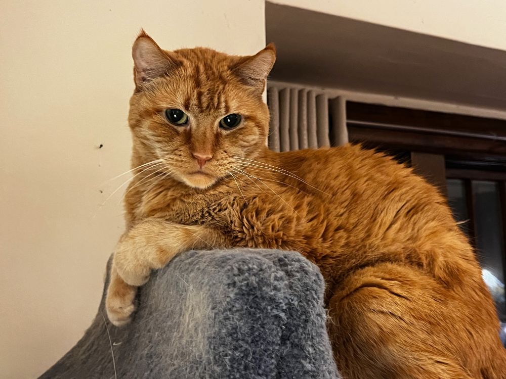 Mango, the orange tabby, regards his kingdom from a tall cat tree perch. 