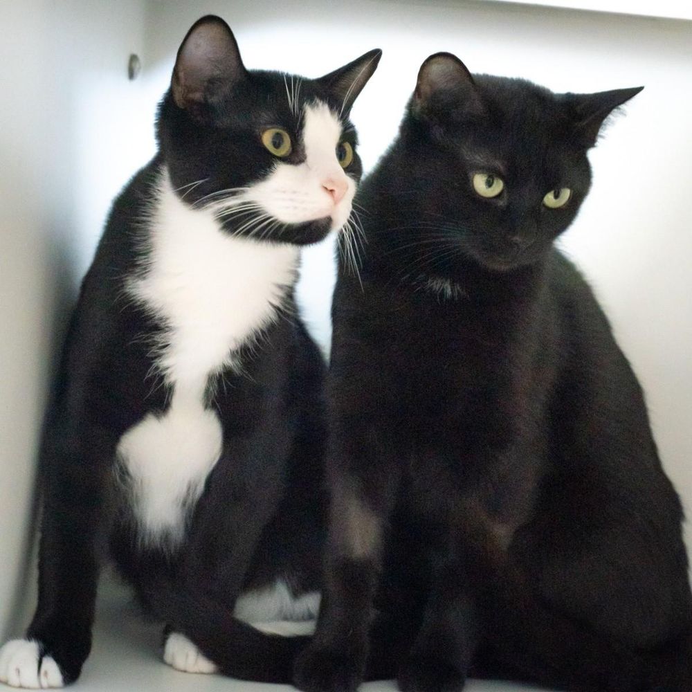 A photo of Romper and Cloak. 

Romper, to the left, is a black and white tuxedo male. His yellow eyes are bright and interested as he looks off to the right. He looks like he might pounce on a toy any second.

Cloak, to the right, is a black female. She has a little white spot high on her chest just under her neck. Both of her front legs still show shaved areas as she has only recently been spayed. Cloak is looking just down and to the right, her yellow eyes a bit narrowed and pensive.

Cloak and Romper are a shy couple and will need a patient human and quiet environment. They would probably love a WFH person and would do fine in either an apartment or a house.