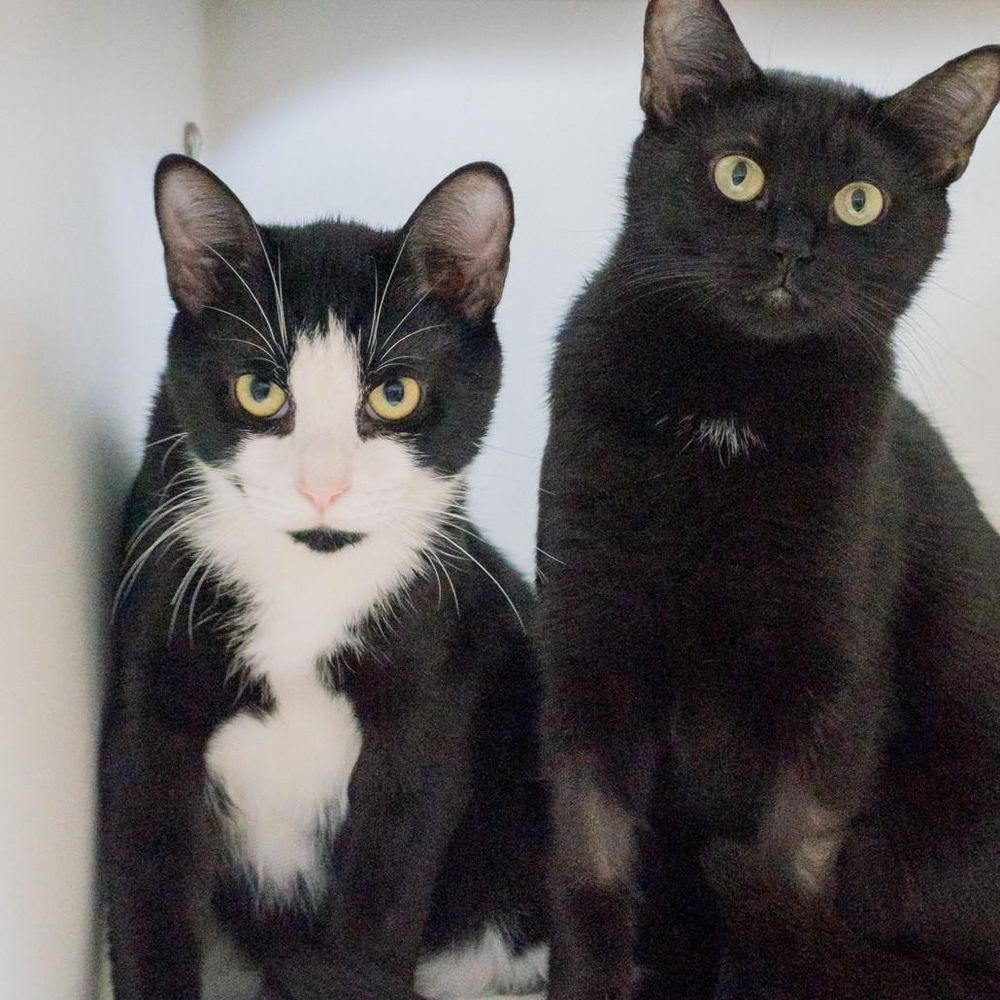 A photo of Romper and Cloak. 

Romper, to the left, is a black and white tuxedo male. His yellow eyes are bright and interested as he stares directly into the camera. He looks like he might pounce on a toy any second.

Cloak, to the right, is a black female. She has a little white spot high on her chest just under her neck. Both of her front legs still show shaved areas as she has only recently been spayed. Cloak is looking just up and to the right of the photographer, her yellow eyes wide open and a little wary.

Cloak and Romper are a shy couple and will need a patient human and quiet environment. They would probably love a WFH person and would do fine in either an apartment or a house.