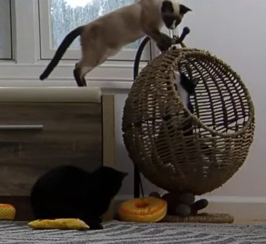 This is a recent screenshot from June 9 of Cloak with her two kittens, Tutu and Romper. Cloak is a black void sitting in front of a dresser with a donut toy in front of her and a catnip banana in front of her. Beside her is a large wicker hanging fruit basket. Romper, a black and white tuxie kitten, is inside the basket, looking upward at his sister, Tutu, who is above him. Tutu's back feet are on the dresser and her front feet are on the top of the basket, and she is thinking about climbing onto the basket to bap at her brother. Tutu is a gray kitty with black points - tail, feet, ears, and face. 

Cloak, Tutu, and Romper are residents of Kitten Academy and can be adopted through application at kitten.academy/adopt or can be fostered by applying to DAWS to be a foster at https://daws.org/foster-an-animal/.