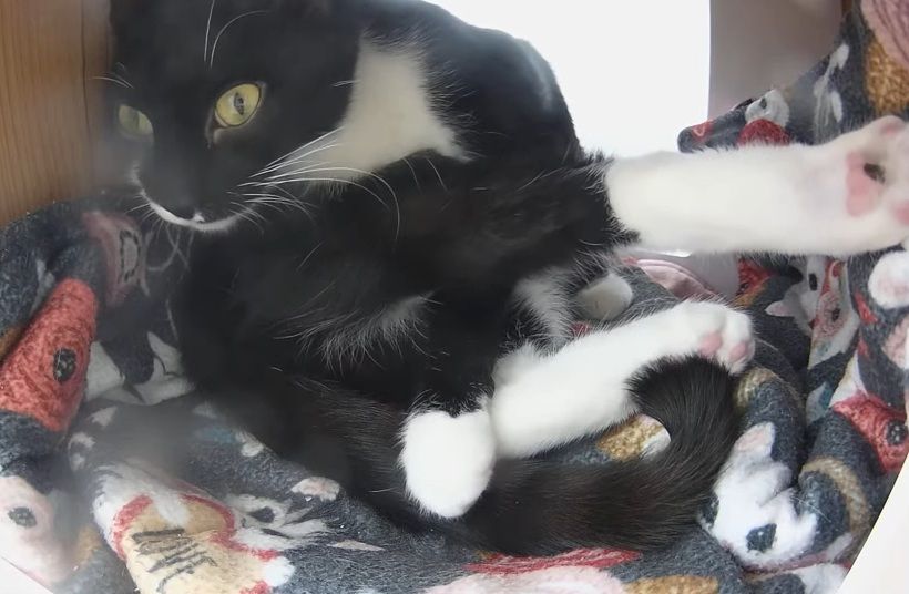This is a screenshot from June 30, 2025 black and white tuxie cat sitting on a blanket in a box compartment in a cat tree. Her legs are every which way because she is mid groom but interested in something she heard outside the box. This cat is named Jumper and she is about ten months old. Jumper has a white chest and the lower half of her face is white. Her front paws are also white. 

Jumper is a very energetic gal who is always in motion when she is not sleeping. She enjoys sleeping in pods and under blankets when she's not playing with her friends. Jumper does take time to get used to new cats and she has a strong sense of personal space so will bap if her space is invaded, but she isn't looking for trouble and new kitty friends will quickly learn both her boundaries and her love of play.

Jumper is a resident of Kitten Academy and can be adopted through application at kitten.academy/adopt or can be fostered by applying to DAWS to be a foster at https://daws.org/foster-an-animal/.