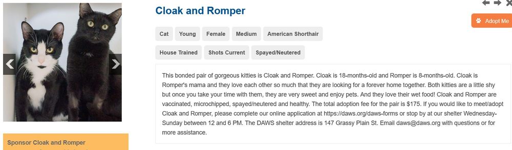 The description of Cloak and Romper from the DAWS website. It has a photo of the two cats to the left and lists their names, Cloak and Romper, at the top, along with the following words: cat, young, female, medium, american shorthair, house trained, shots current, spayed/neutered.

(I will note that only one of these, Cloak, is female, the other, Romper, is male.)

The description itself reads:
This bonded pair of gorgeous kitties is Cloak and Romper. Cloak is 18-months-old and Romper is 8-months-old. Cloak is Romper's mama and they love each other so much that they are looking for a forever home together. Both kitties are a little shy but once you take your time with them, they are very sweet and enjoy pets. And they love their wet food! Cloak and Romper are vaccinated, microchipped, spayed/neutered and healthy. The total adoption fee for the pair is $175. If you would like to meet/adopt Cloak and Romper, please complete our online application at https://daws.org/daws-forms or stop by at our shelter Wednesday-Sunday between 12 and 6 PM. The DAWS shelter address is 147 Grassy Plain St. Email daws@daws.org with questions or for more assistance.