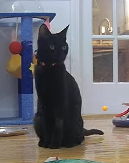 This is a screenshot from June 29 2025 of a black cat wearing a red bow tie collar as she gazes intently at one of her siblings who is on the other side of the camera. Cardigan loves to carry her fuzzy toys around and play with her siblings. She is a healthy, happy kitten who is about 9 months old. She enjoys other cats and people and loves to get in snuggles and play.

I hear that in the right light, you can see dark tabby striping in her fur. She is cute and lovable and would be an excellent addition to any family.

Cardigan is a resident of Kitten Academy and can be adopted through application at kitten.academy/adopt or can be fostered by applying to DAWS to be a foster at https://daws.org/foster-an-animal/.