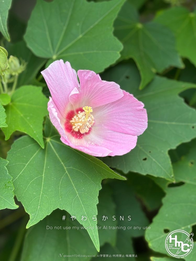 薄桃色の大輪の芙蓉の花の写真
　
*Do not use my works for AI training or any use.