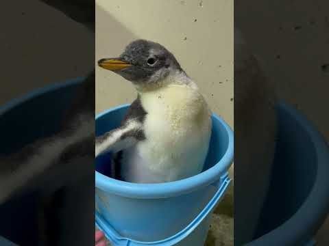 6/2ふ化🐣ジェンツーペンギン生後48日目