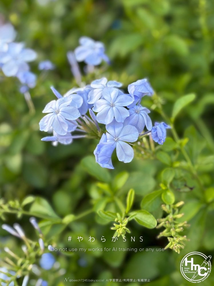 淡い青紫色の幻想的なルリマツリの花の写真
　
*Do not use my works for AI training or any use.