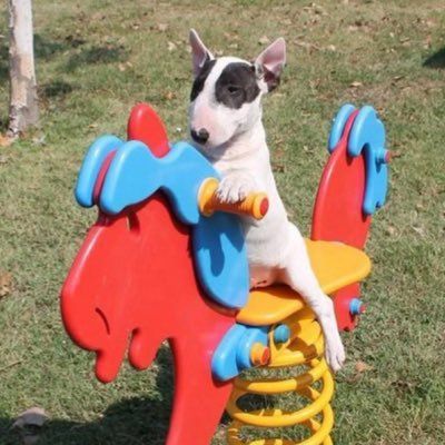 Perro tipo pitbull cachorro blanco jugando en un balancín infantil.