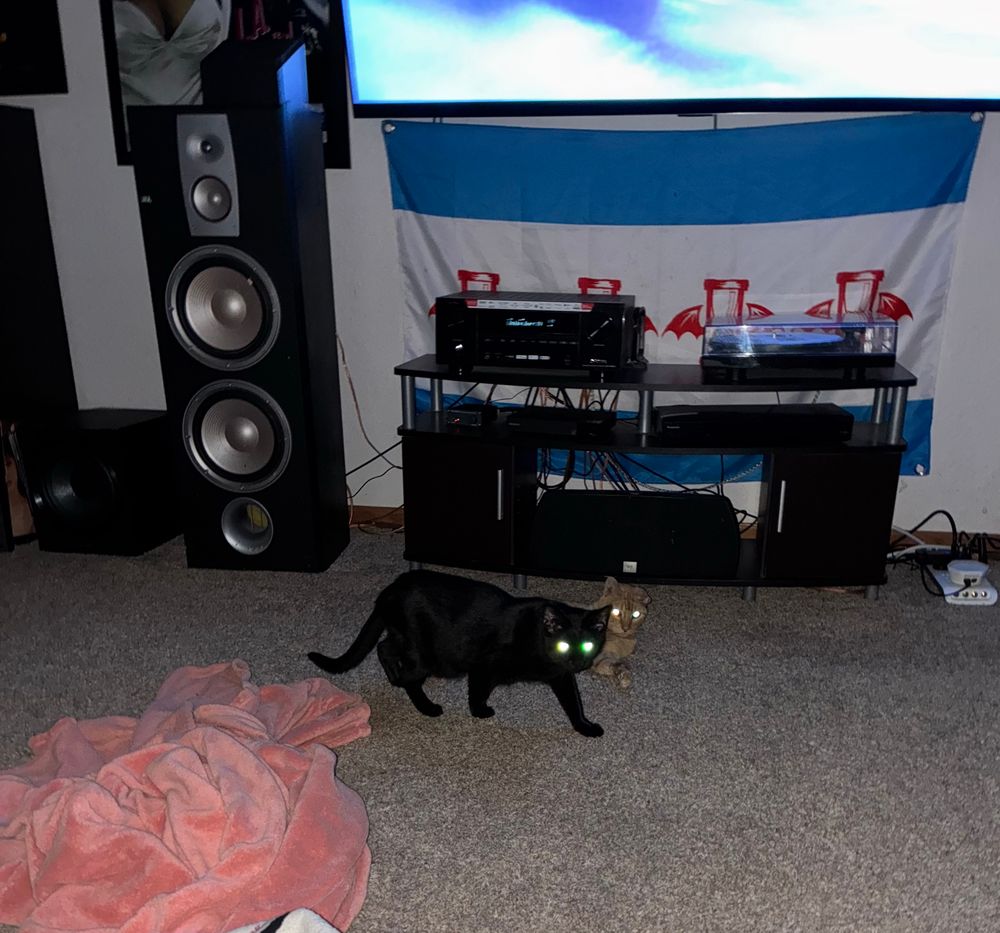 Two cats. The light from the flash makes them look possessed. 