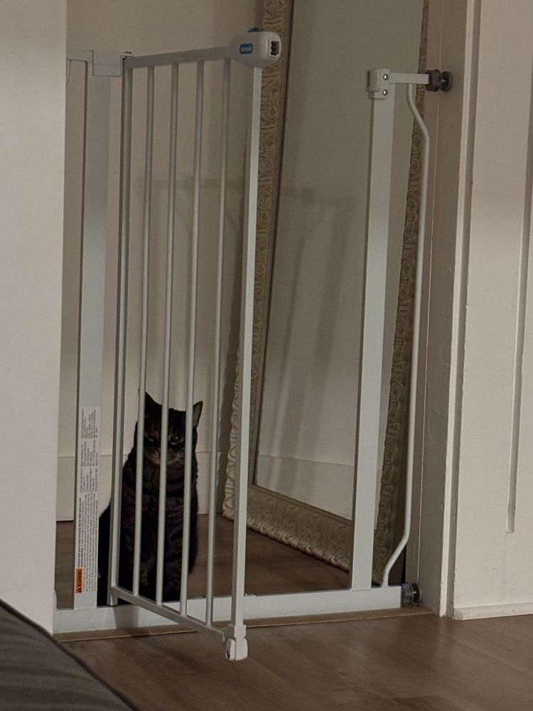 Cat sitting behind the bars of an open baby gate, making a sad face.