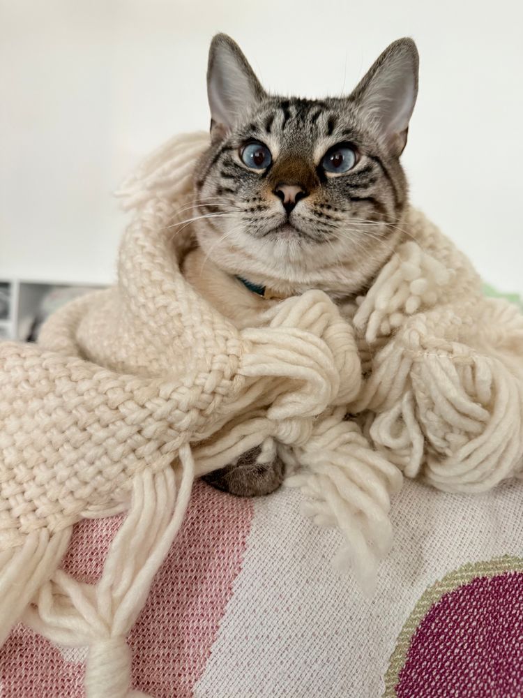 Cross eyed kitty surrounded by blankets