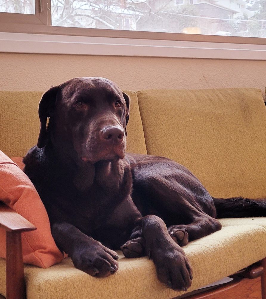 Brown lab on couch, looking annoyed. 