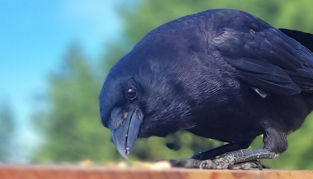 Scrappy, and American crow, in Esquimalt BC.