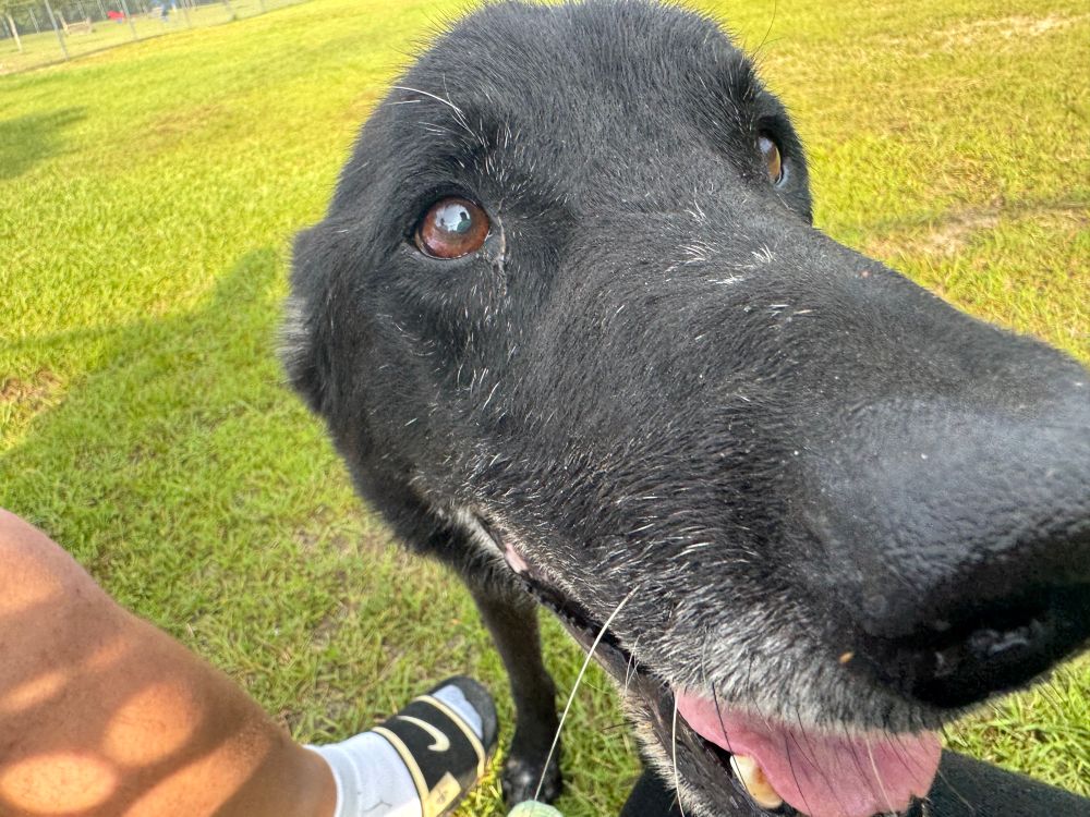 Handsome black German shepherd with lovely brown eyes 