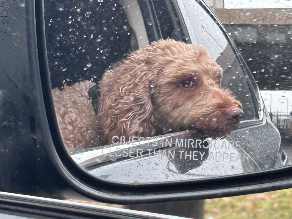 Profile of red labradoodle profile in a car side mirror.