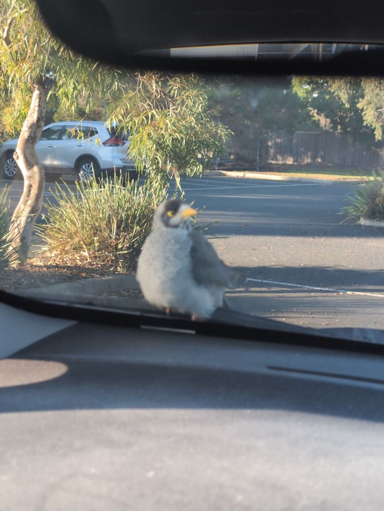 Blue grey plumage bird landed on my car tapping on my windscreen. 