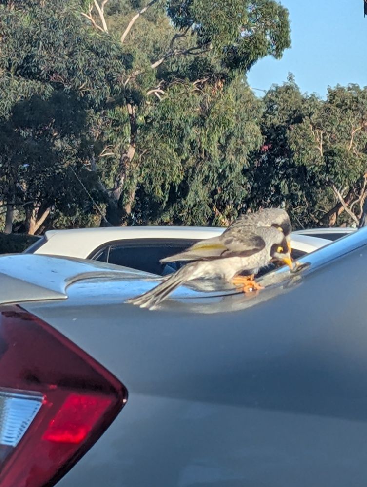 Blue grey plumage bird landed on car tapping it with beak