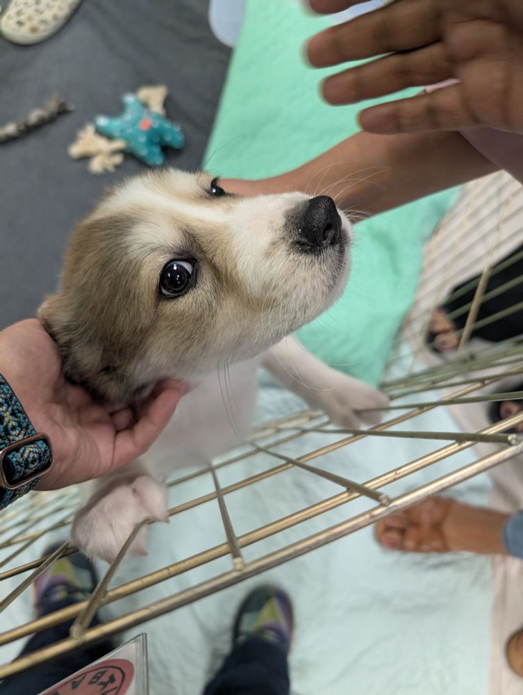 A little pup named Fang is standing up against a playpen wall. He has the softest white body with greyish brown markings on his head and face. At least 3 people are trying to pet him in this picture. 