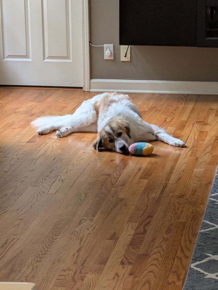 White dog with tan markings laying on a wooden floor. In front of the dog is a pink, green, and yellow squeaky toy. 