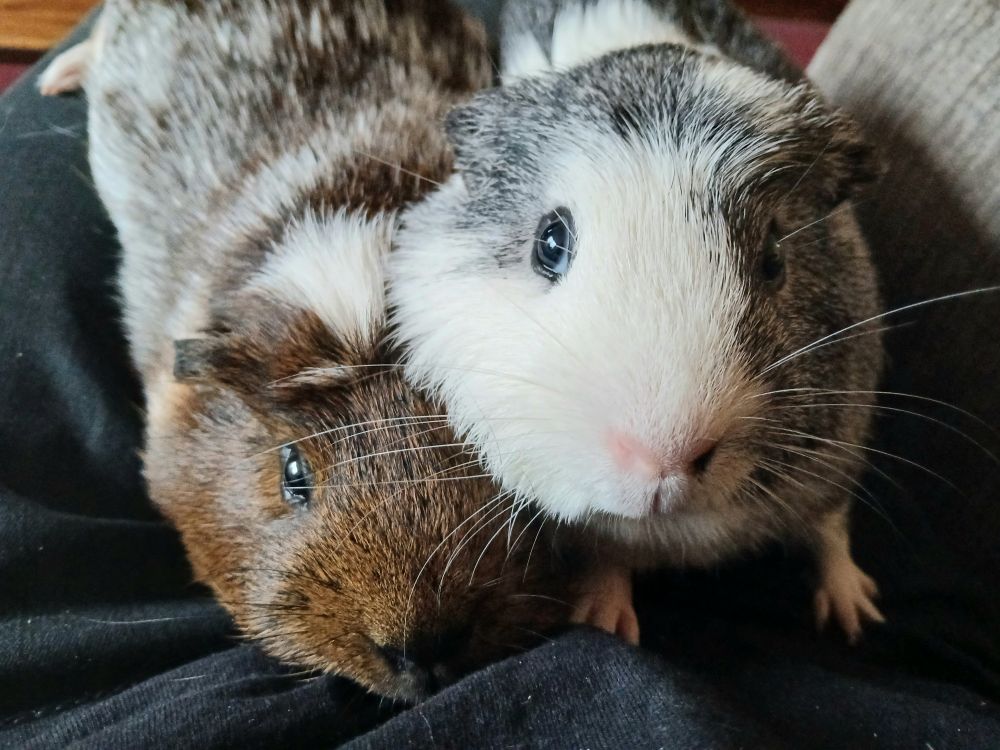 Photograph of two guinea pigs.