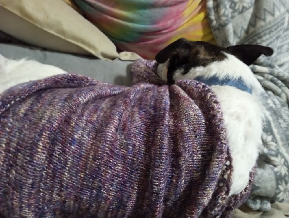 A small, sleeping black and white dog wrapped in a purple knitted shawl.