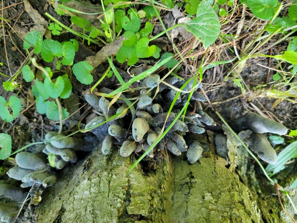 Dead Man's Fingers (Xylaria likely polymorphia) at the base of a dead Japanese maple stump