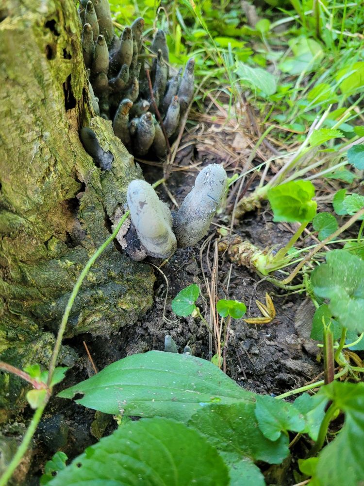 Dead Man's Fingers (Xylaria likely polymorphia) at the base of a dead Japanese maple stump