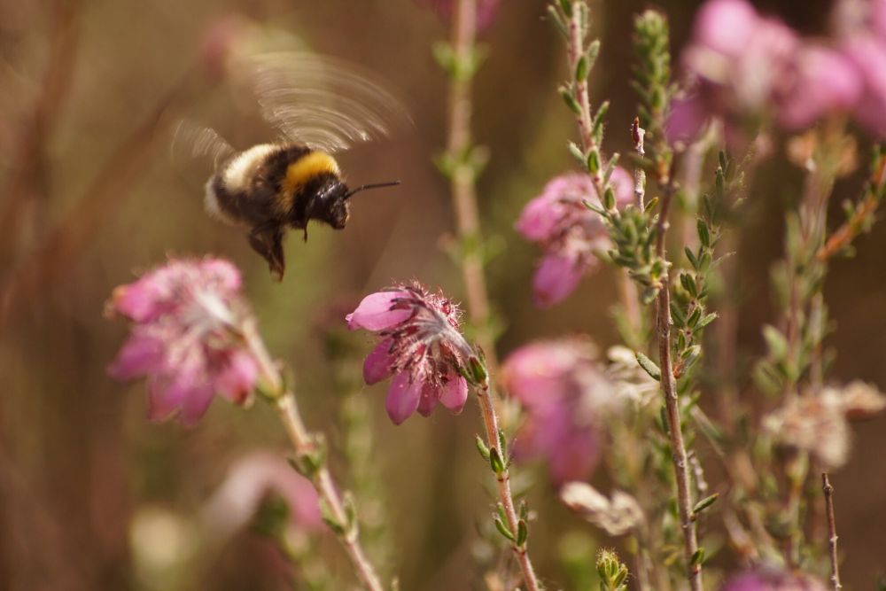 Dutch landscapes have lost insect‐pollinated plants over the past 87 years