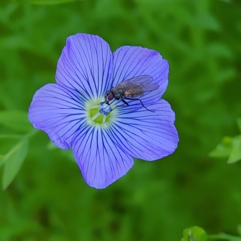 fly visiting a flax flower