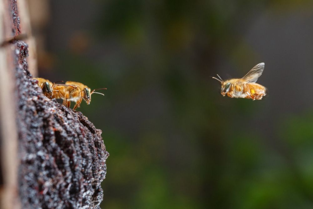 The Bee Whisperers - bioGraphic