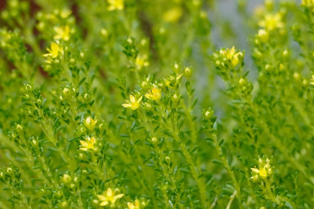 ムニンタイトゴメ ベンケイソウ科 小笠原