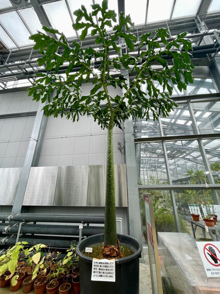 ショクダイオオコンニャク。