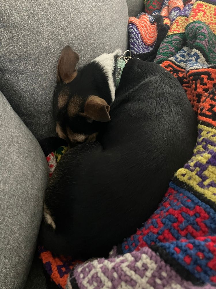A Jack Russell terrier mix is curled into the sofa cushions, head tucked into her belly 