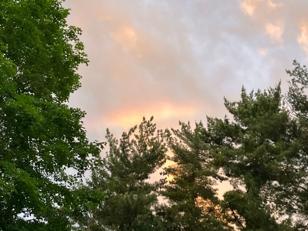 Misty rainbow in a cloudy, near-sunset sky, peeking out above a row of evergreens 