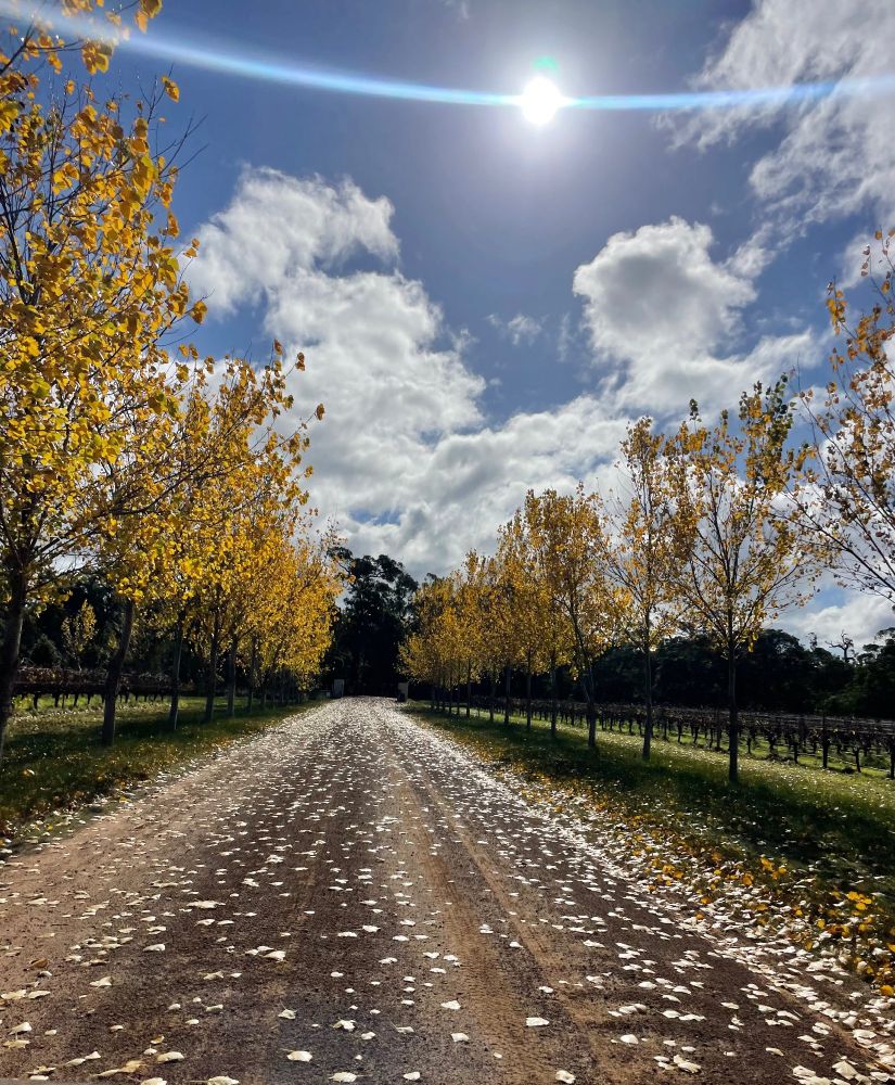 The glow of winter days. 