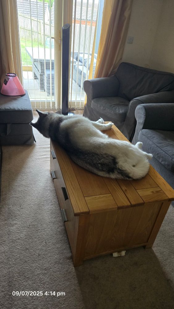 Image of a white and grey husky lying on top of an oak coffee table.