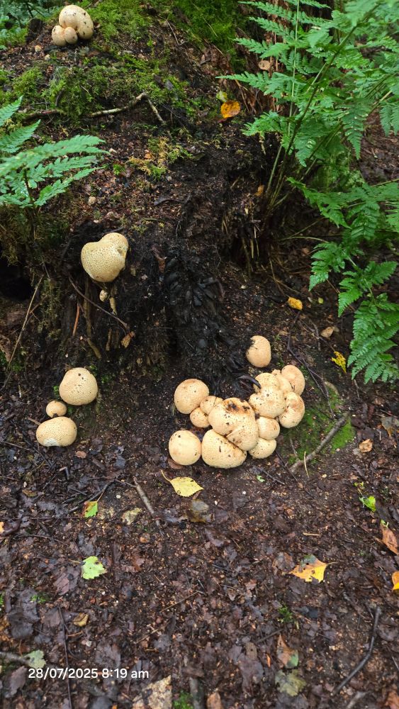 Picture of puffball fungi growing on the stump of a dead tree in a damp woodland. 