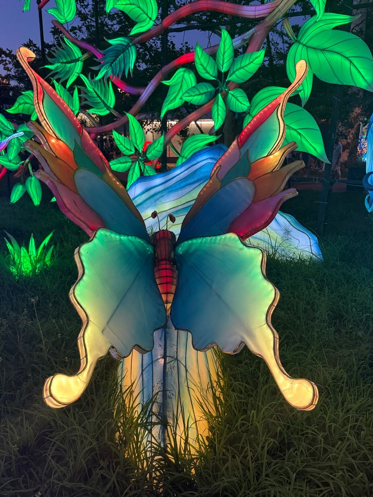 An illuminated butterfly at the Chinese Lantern festival 