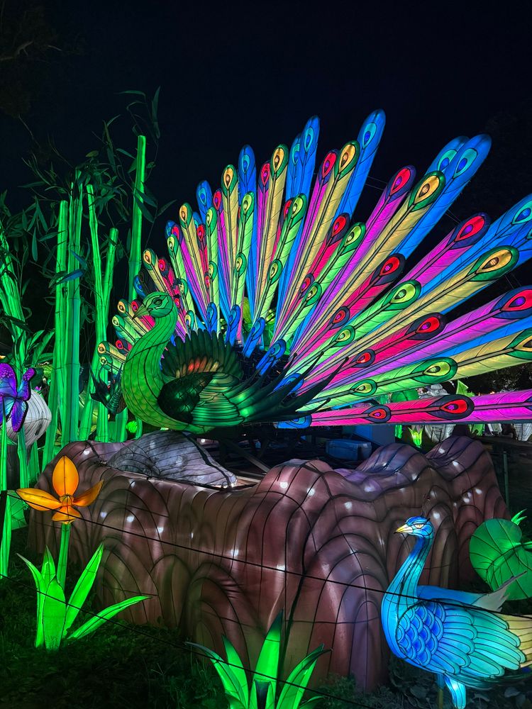 An illuminated peacock at the Chinese Lantern festival 