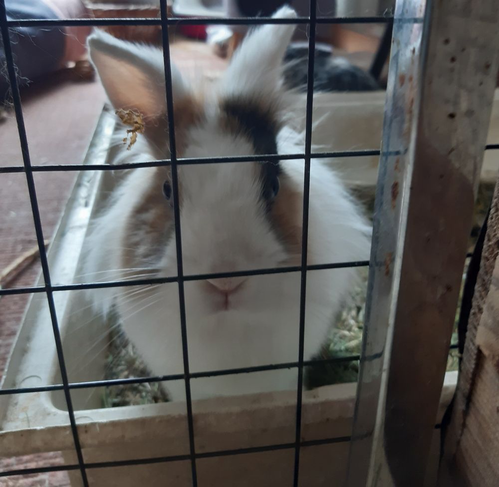 La lapine nadoche dans sa litière, elle est face à la caméra derrière le panneau d'une grille 