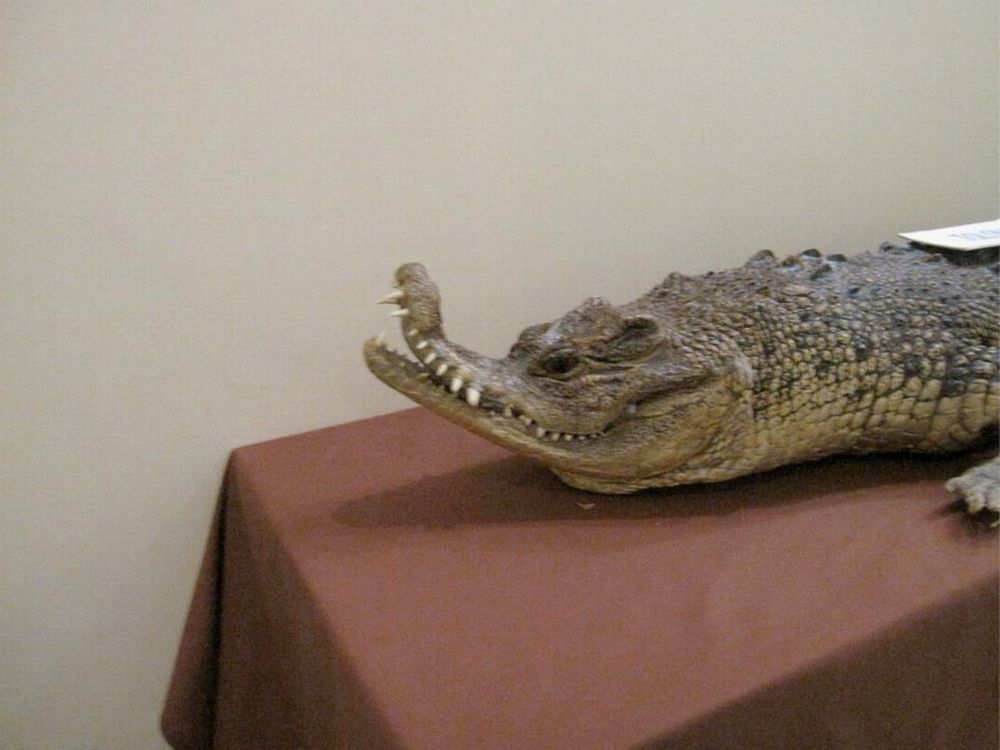 alligator mal empaillé qui fait un très long sourire malsain