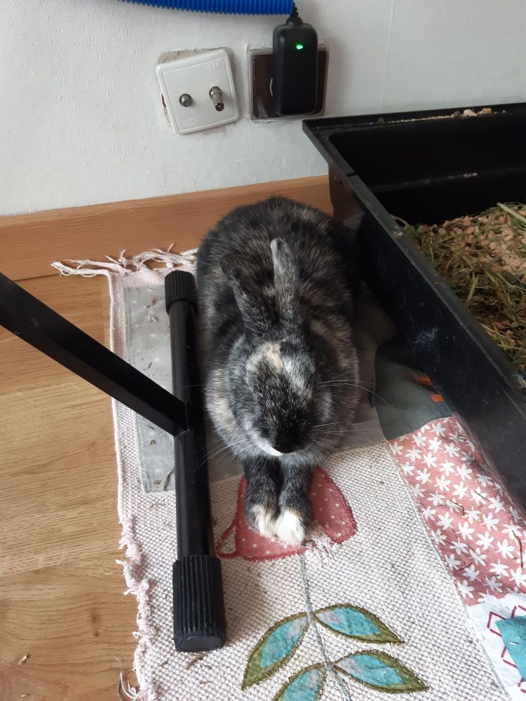 Le lapin oscar couché avec les pattes avant allongées devant lui