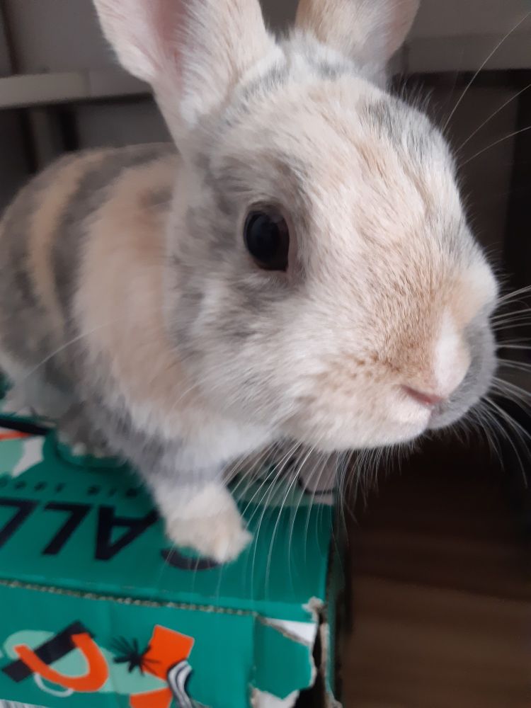 Photo de ratio sur un carton sa tête près de la caméra 