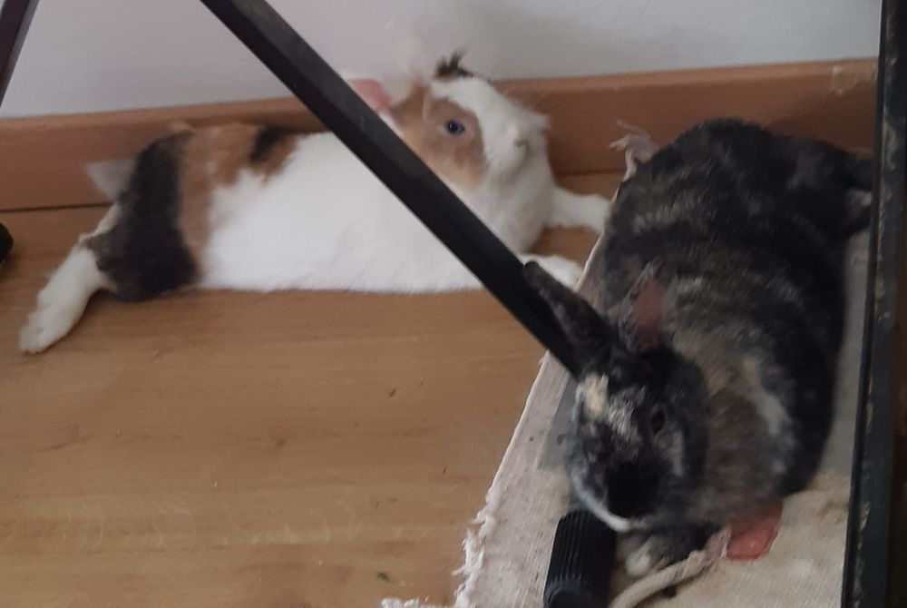 Les lapins nadoche et oscar couchés perpendiculairement l'un à l'autre, oscar est sur un tapis et nadoche que le parquet un peu cachée par un pied de synthé 