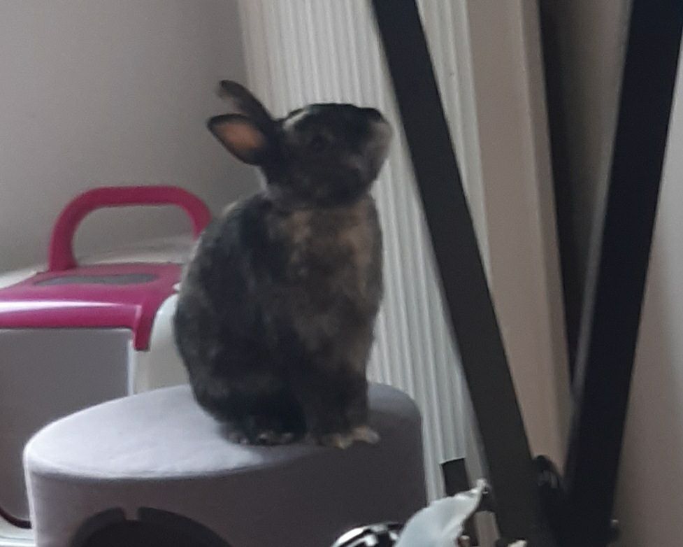 Le lapin oscar est perché sur une petite cabane, il est de profil et regarde vers le haut avec un air un peu triste