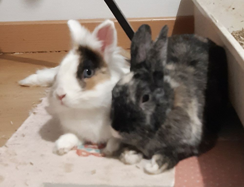 Les lapins oscar et nadoche couchés l'un contre l'autre sur un tapis 