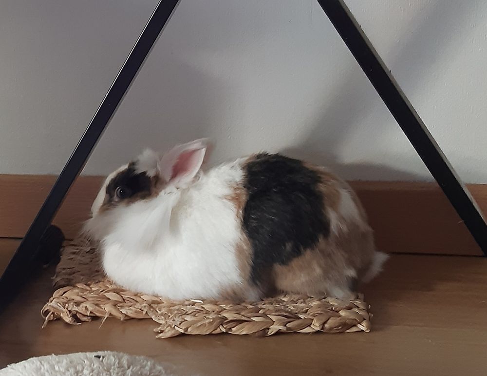 La lapine Nadoche dans l'exacte même position mais de profil