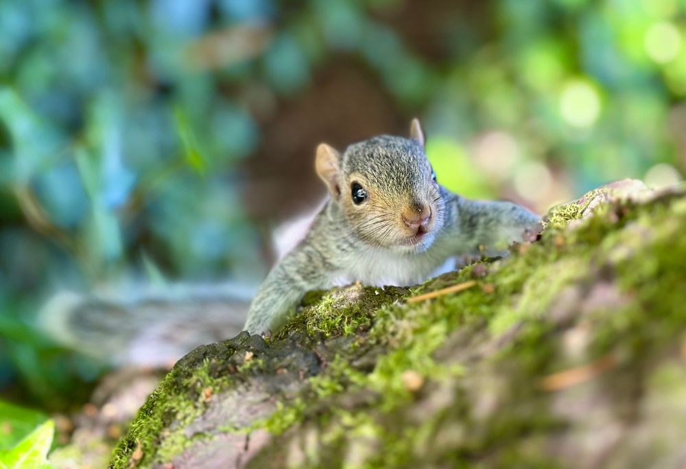 A young grey squirrel on a tree trunk that has some moss growing on it. It is looking straight up at the camera, and its tail is down in the background, to the left. 
