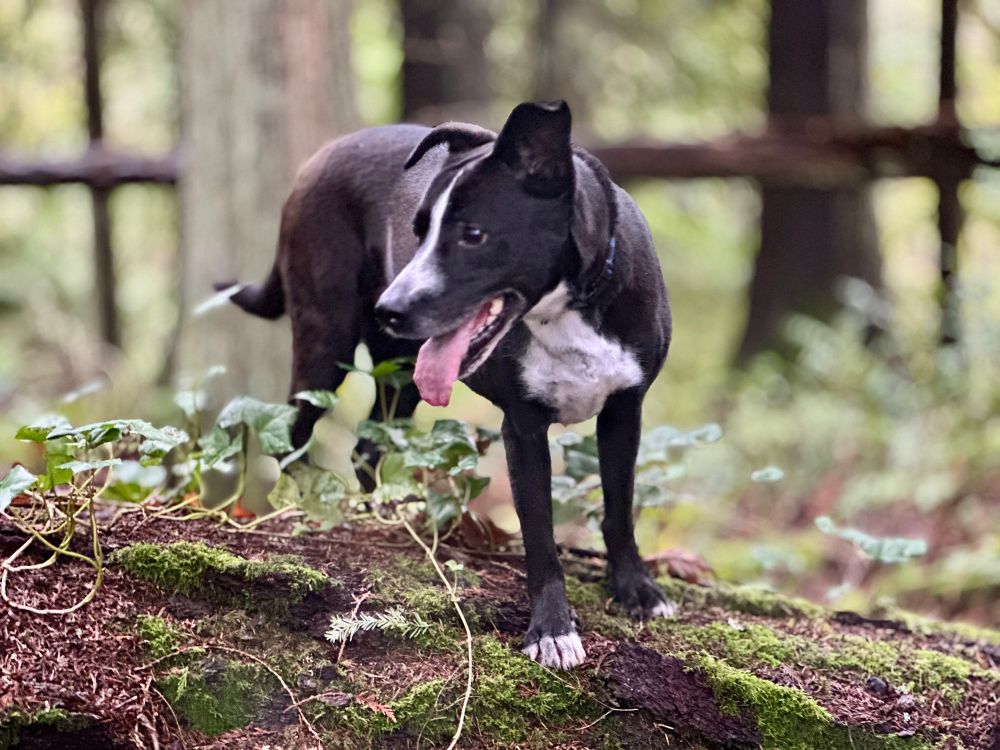 Black dog with a white chest and nose stripe on a log with ivy growing on it. 