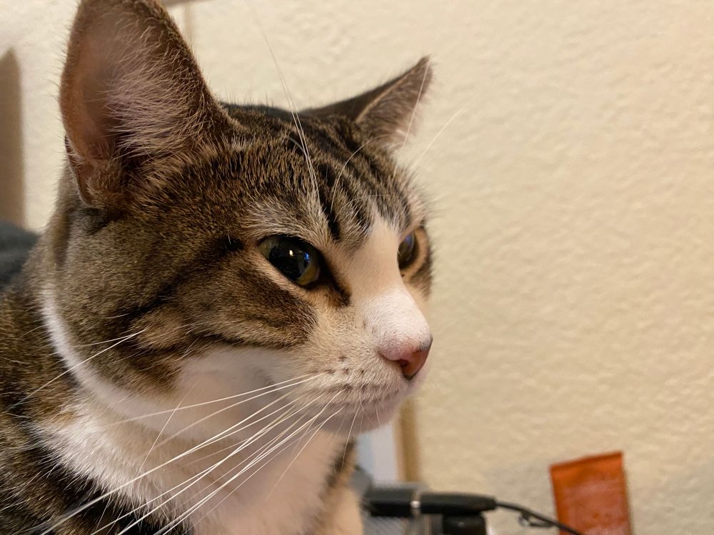 I'm testing descriptive alt text here. Lana, staring off into the distance, dealing with my bs